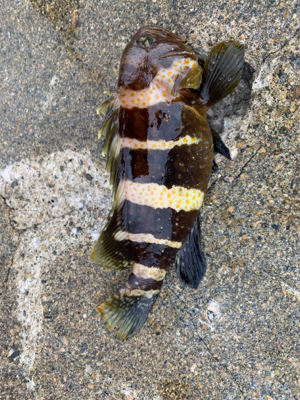 初エギング初釣果！おまけの特大マゴチ！