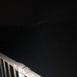 好調泉大津タチウオ♩