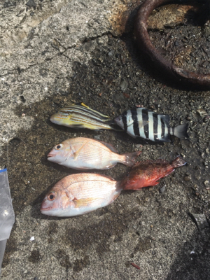 カゴ釣り、サビキ釣り