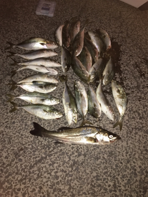 太刀魚狙いのつもりが。。