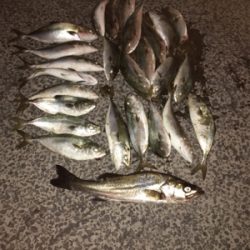 太刀魚狙いのつもりが。。