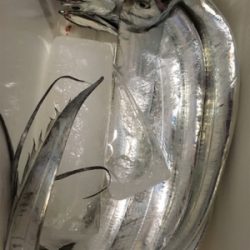 こんなに釣れて良いんですか