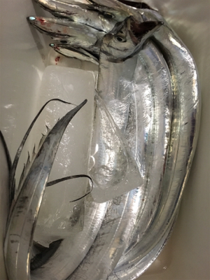 こんなに釣れて良いんですか