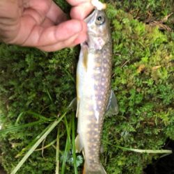 今年最初で最後の渓流