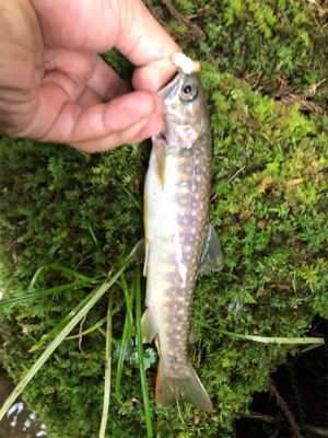 今年最初で最後の渓流