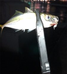 アジングでエサ釣ってからの飲ませでしたが…