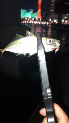 アジングでエサ釣ってからの飲ませでしたが…