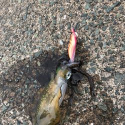 エギング初心者3回目の釣行