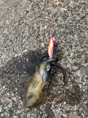 エギング初心者3回目の釣行