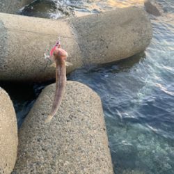 朝のショアジギング