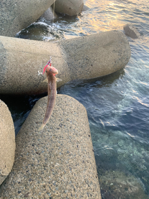 朝のショアジギング