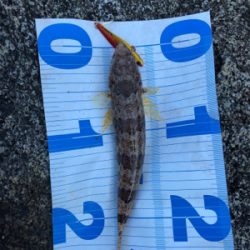 秋エギング＆ジギング