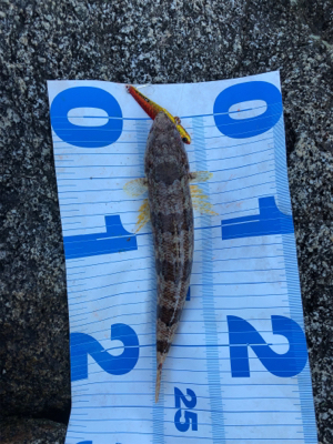 秋エギング＆ジギング