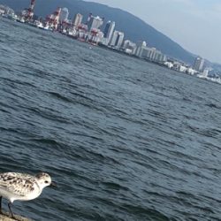 タチウオパラパラ 青物気配なし