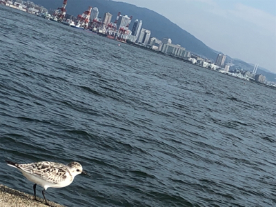 タチウオパラパラ 青物気配なし