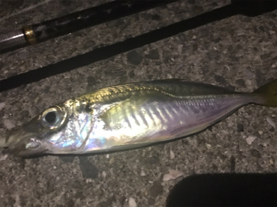 アジングアジングアジング♬