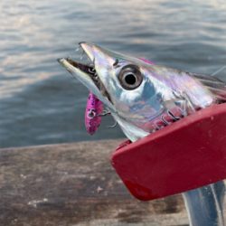 今期初遭遇、朝の時合い