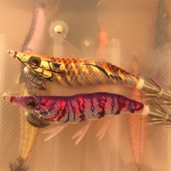 生名島エギング