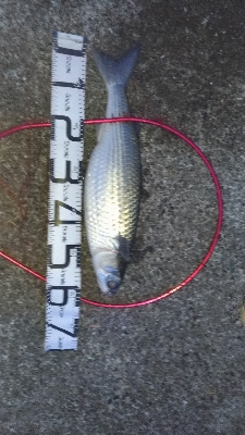 9/21釣果メッキデカアジ豆アジボラベラちゃりこ