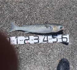 9/29釣果スズキ74太刀魚指4本