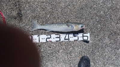 9/29釣果スズキ74太刀魚指4本