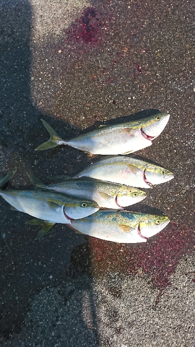 渋い中なんとかゲット サイズも上がってきま…