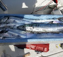 2019 須磨沖 タチウオ調査①