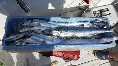 2019 須磨沖 タチウオ調査①