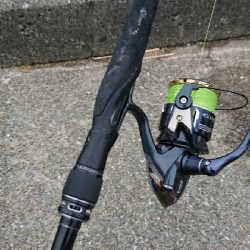 初サヨリチャレンジ