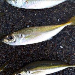 アジの入れ食い！！！！やはり、ボウズのがれは鉄板！！！！！！