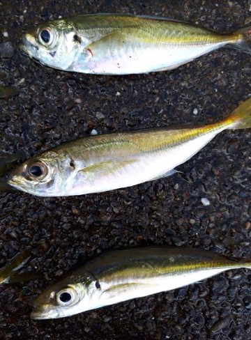 アジの入れ食い！！！！やはり、ボウズのがれは鉄板！！！！！！