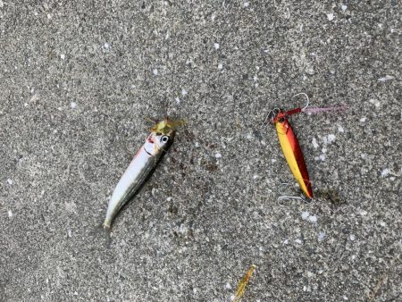 ボイル!ボイル!ボイル!