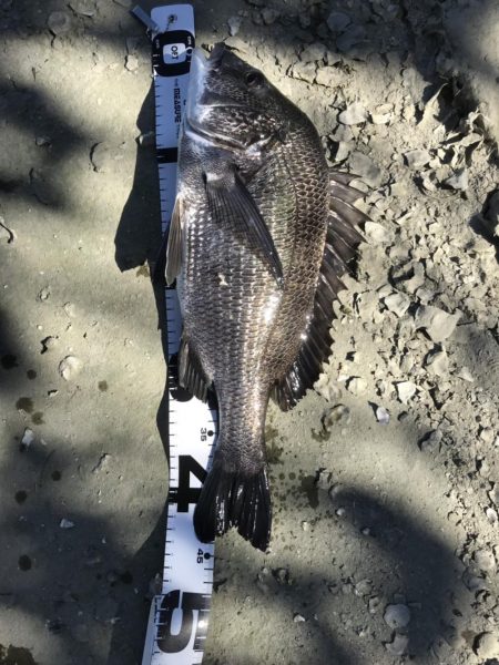 イチノ兄弟、釣果!