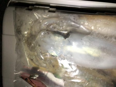 トンカツサイズ高活性！