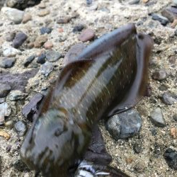 台風前のアオリイカ
