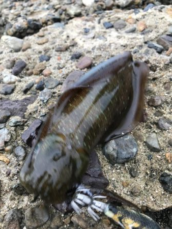 台風前のアオリイカ