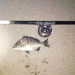 久しぶりのクロダイ?