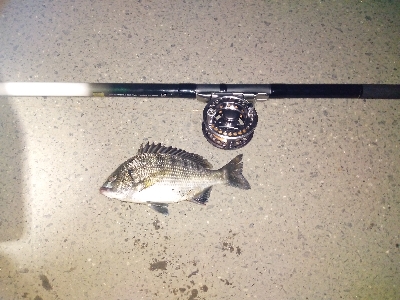 久しぶりのクロダイ?