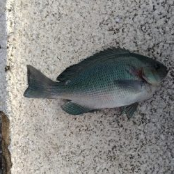 8/30釣果太刀魚入れ食いデカアジツバスサバグレ