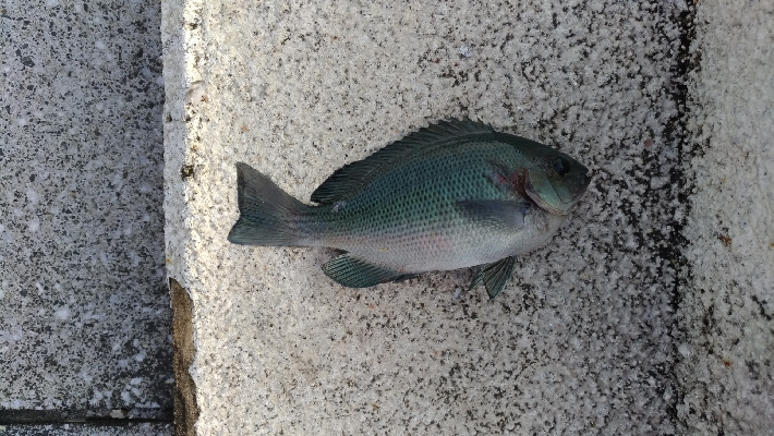 8/30釣果太刀魚入れ食いデカアジツバスサバグレ