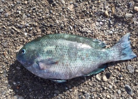 メジナ！チヌ！！！クエも！！！！！