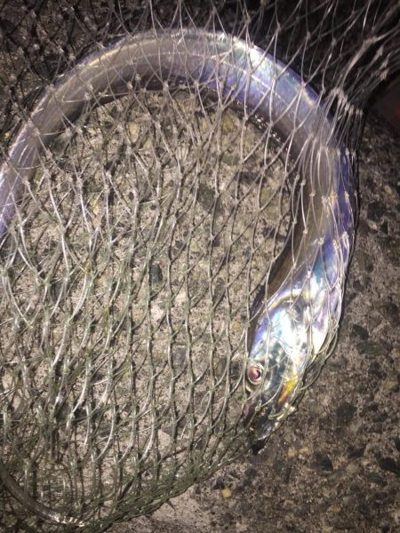 やっと今年初タチウオ