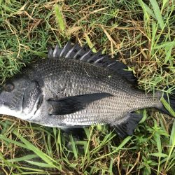 イチノ兄弟、釣果!