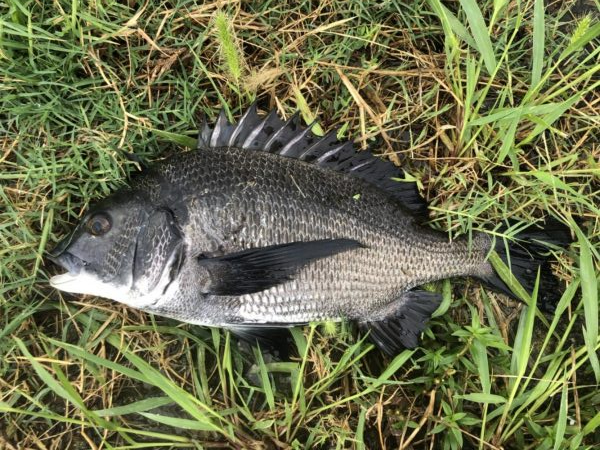 イチノ兄弟、釣果!