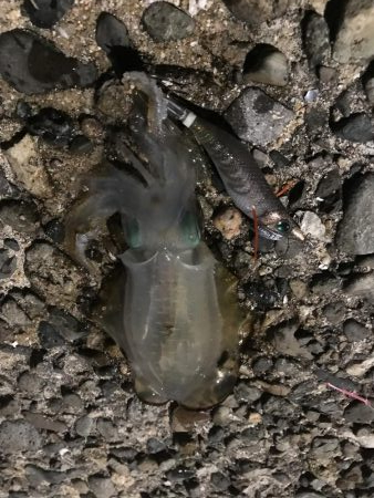 エギング アジング