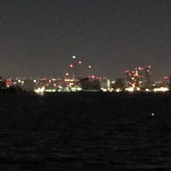 コスモスクエアタチウオ調査