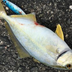 オオモンハタ カンパチ ヒラメ