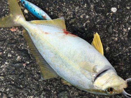 オオモンハタ カンパチ ヒラメ