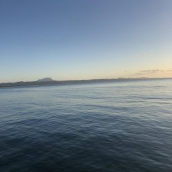 小さなサゴシの回遊アリ