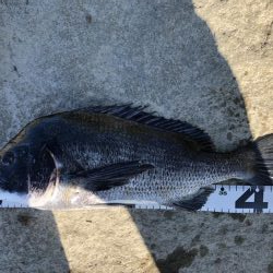 イチノ兄弟、釣果!